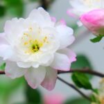 Advances in Crop Nutrition