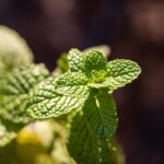 The Importance of Strength Training for Cricketers